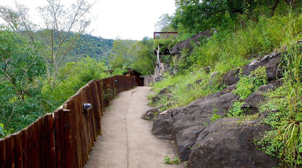 Mpumalanga - Limpopo 其中包括 公園 和 森林景觀