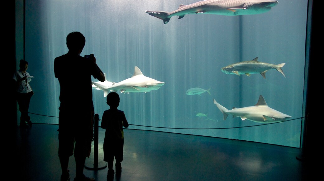 Veracruz Aquarium which includes marine life and interior views