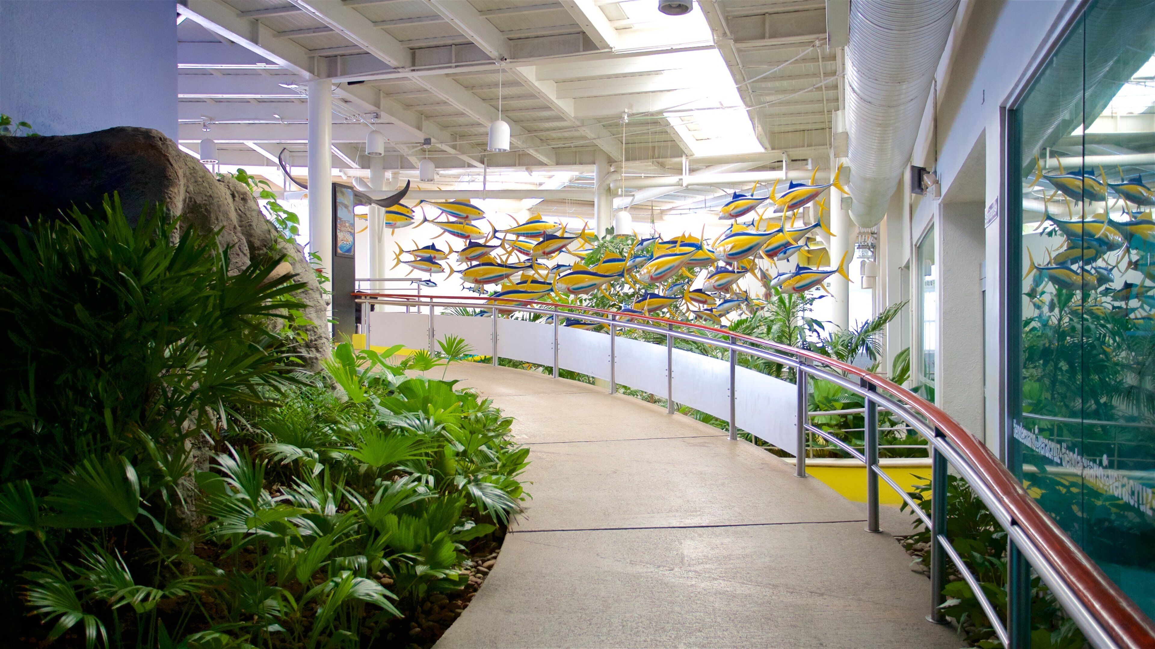 Aquarium de Veracruz mettant en vedette vues intérieures et vie marine