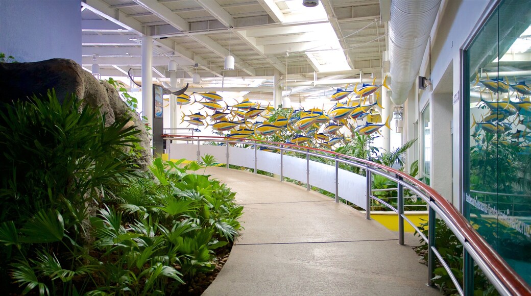 Veracruz Aquarium featuring interior views and marine life