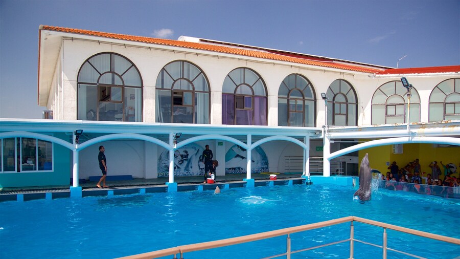 Veracruz Aquarium which includes performance art and marine life