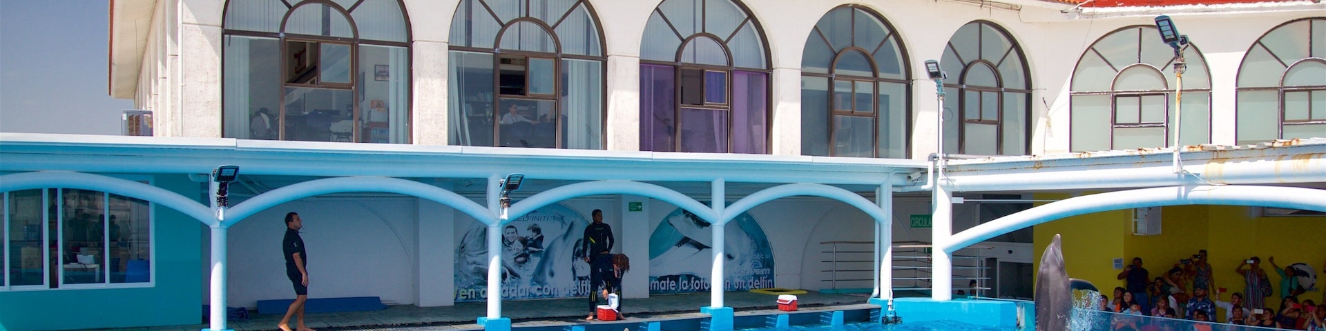 Acuario de Veracruz caracterizando vida marinha e arte performática