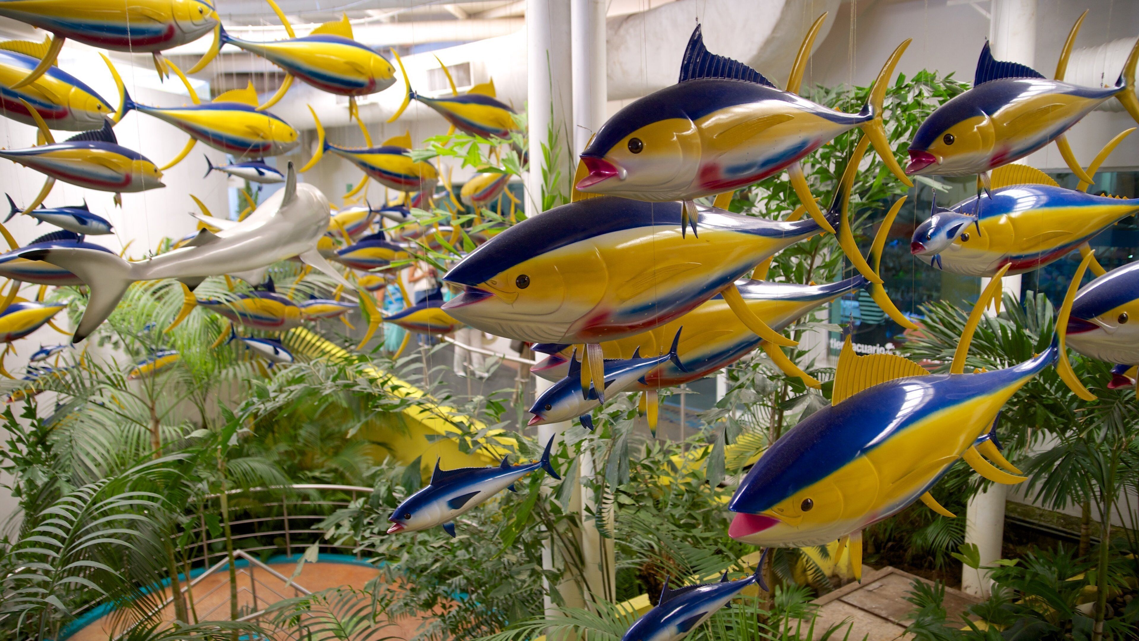 Veracruz Aquarium showing interior views and marine life