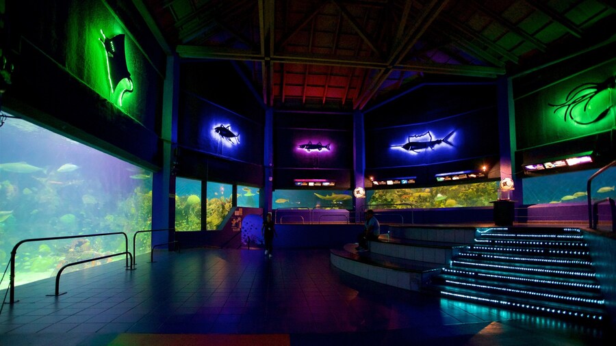 Acuario de Veracruz que inclui vistas internas e vida marinha
