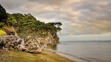 A coastal landscape with a prominent twisted tree trunk on a sandy beach, a cliff with dense green foliage, and a calm sea under a cloudy sky.