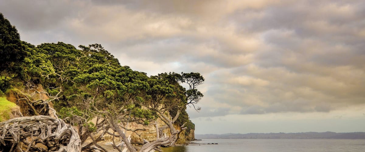 A coastal landscape with a prominent twisted tree trunk on a sandy beach, a cliff with dense green foliage, and a calm sea under a cloudy sky.
