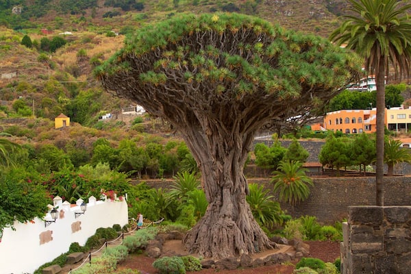 Dragonnier mettant en vedette parc