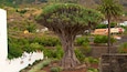Ancient Dragon Tree featuring a park