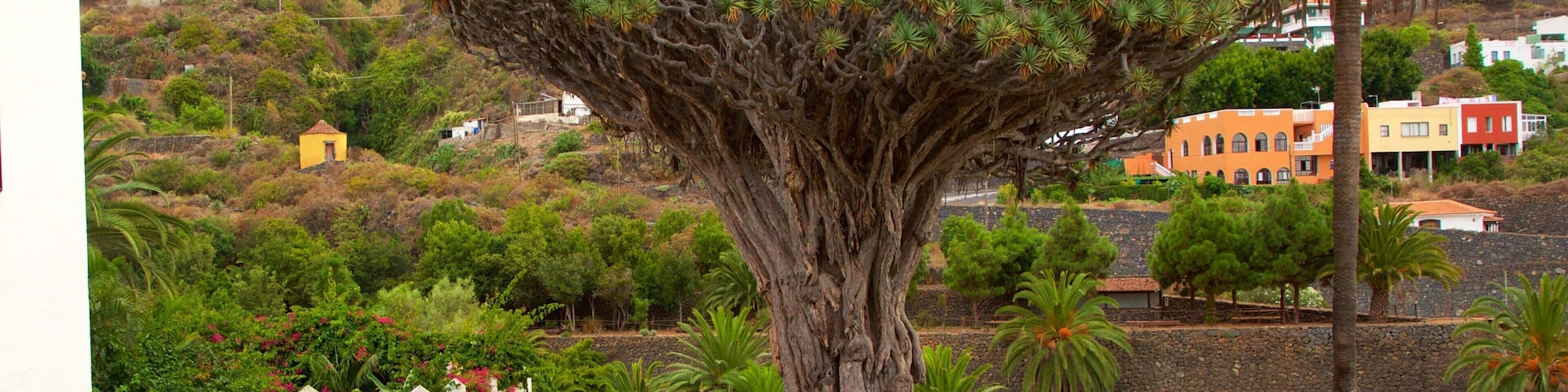 Drago Milenario mostrando jardín