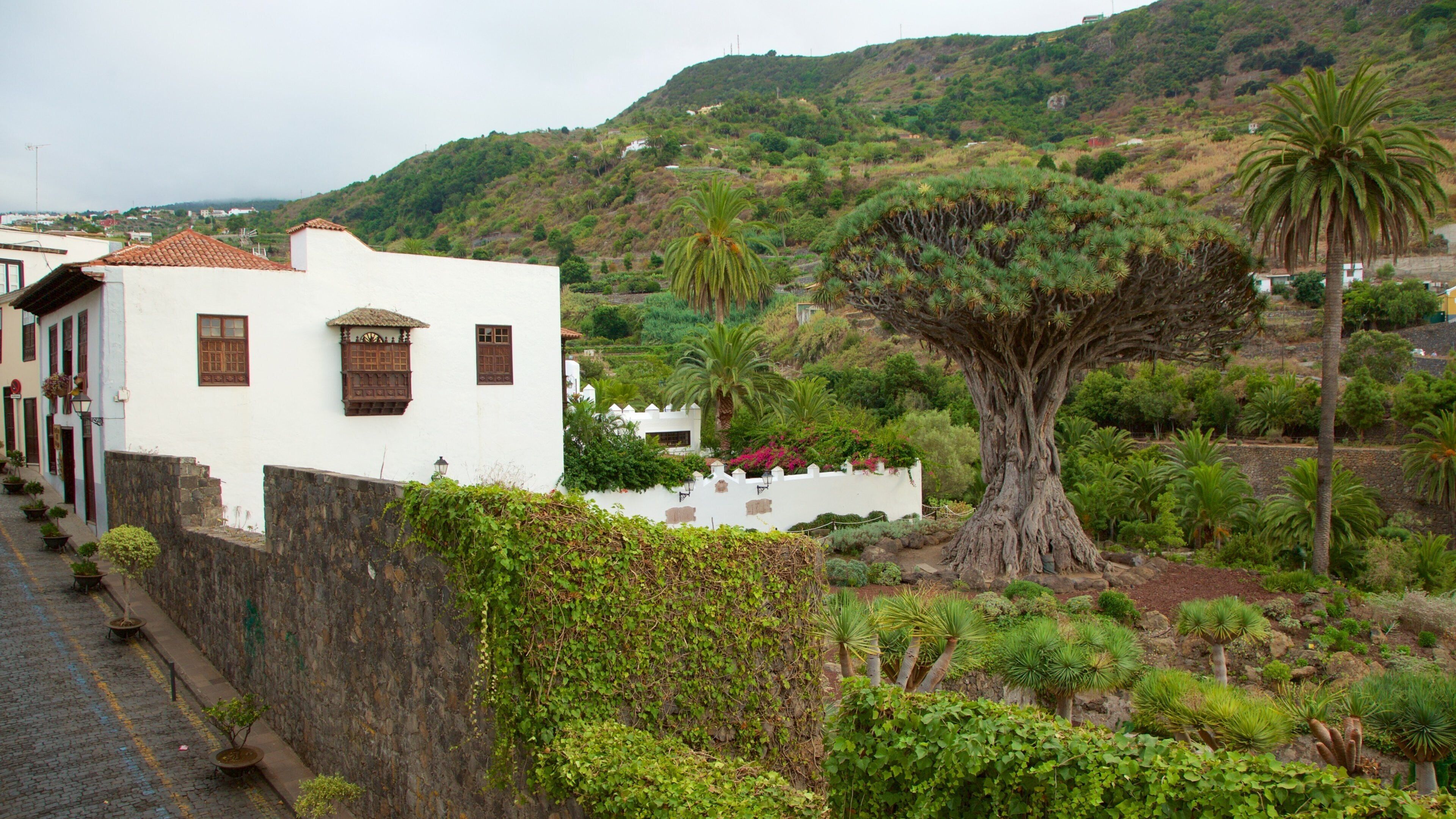 Ancient Dragon Tree which includes a small town or village