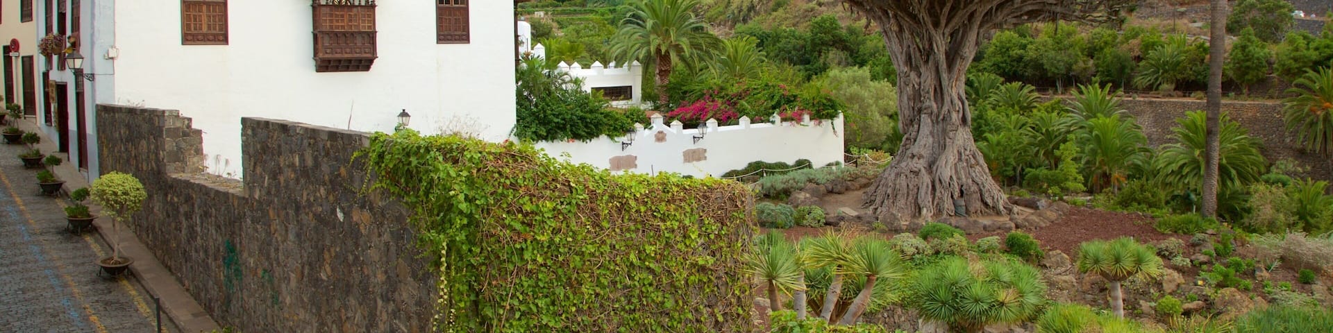 Ancient Dragon Tree which includes a small town or village