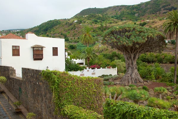 Ancient Dragon Tree which includes a small town or village