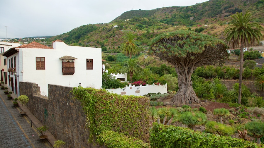Ancient Dragon Tree which includes a small town or village