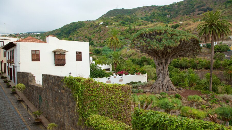 Ancient Dragon Tree which includes a small town or village