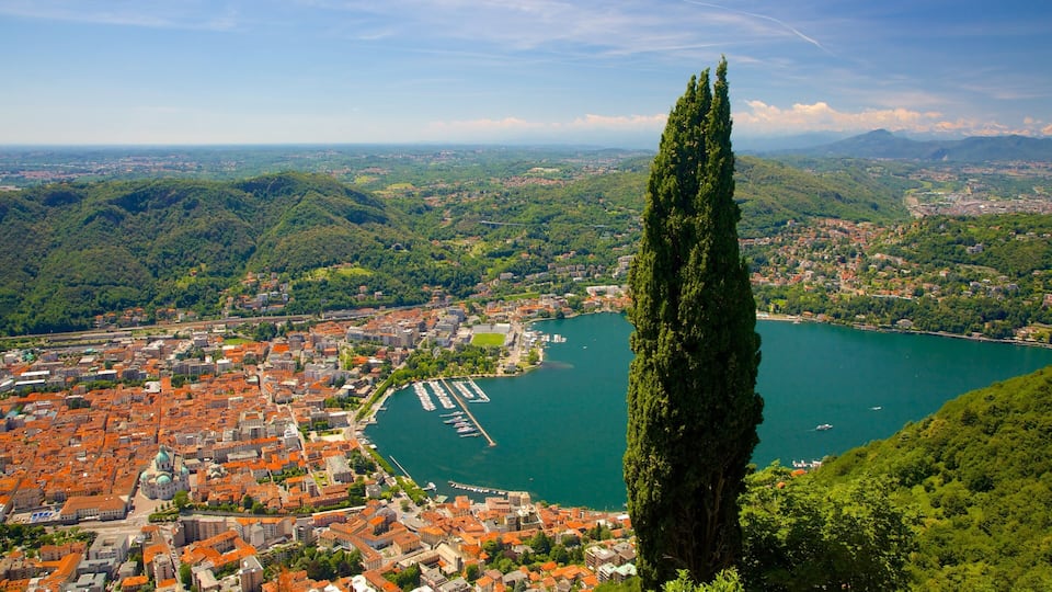 A coastal city with a prominent tall cypress tree, a marina, and surrounding hills.