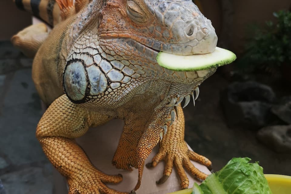 An iguana with a cucumber slice in its mouth, surrounded by lettuce and carrots on a yellow plate.