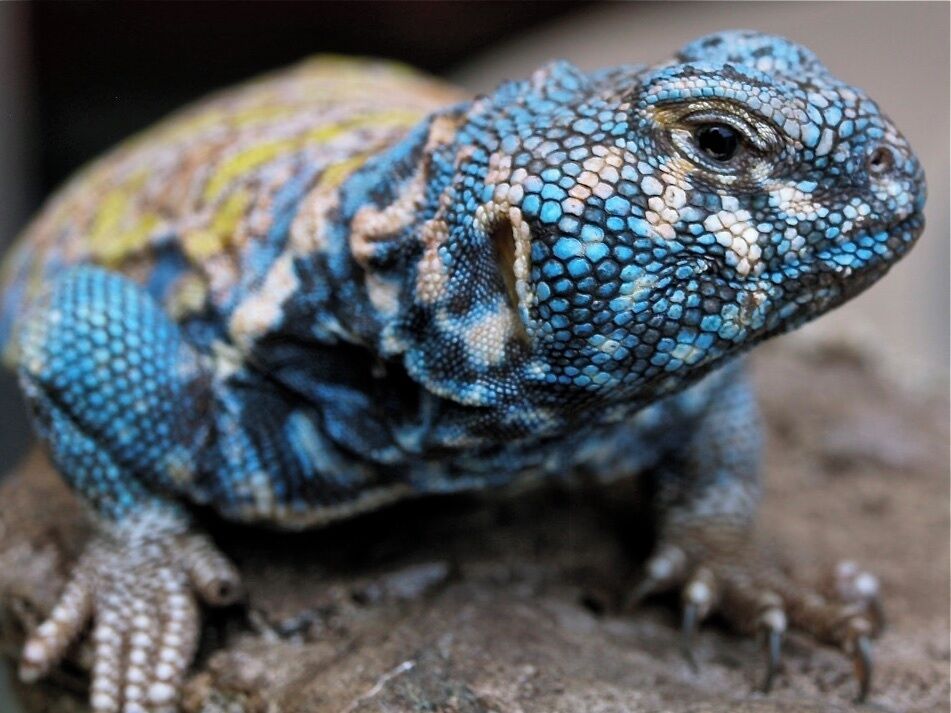 Taken at Aquaworld Aquarium & Reptile Rescue in Hersonissos, Crete, Greece.
#Holiday #Vacation #Greece #Crete #Hersonissos #Town #Reptile #Aquarium #Aquaworld #Rescue #Animal