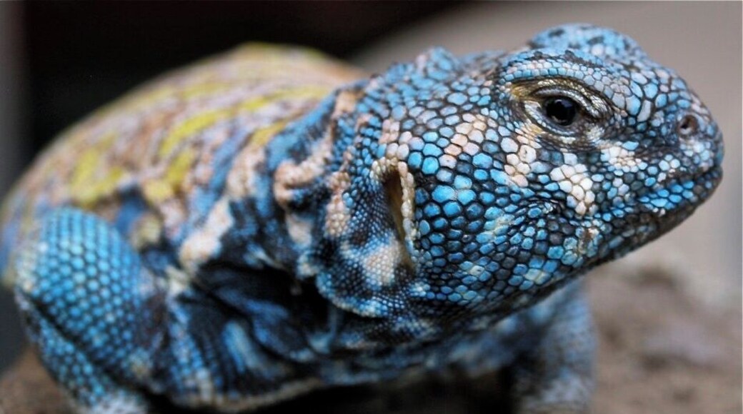 Taken at Aquaworld Aquarium & Reptile Rescue in Hersonissos, Crete, Greece.
#Holiday #Vacation #Greece #Crete #Hersonissos #Town #Reptile #Aquarium #Aquaworld #Rescue #Animal