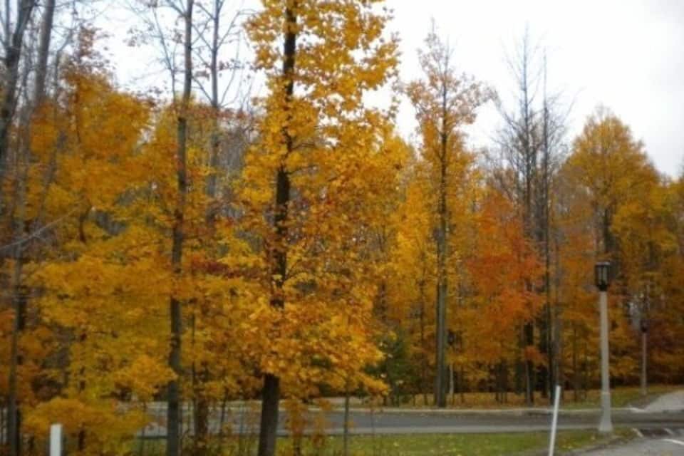 A forest with autumn-colored trees.