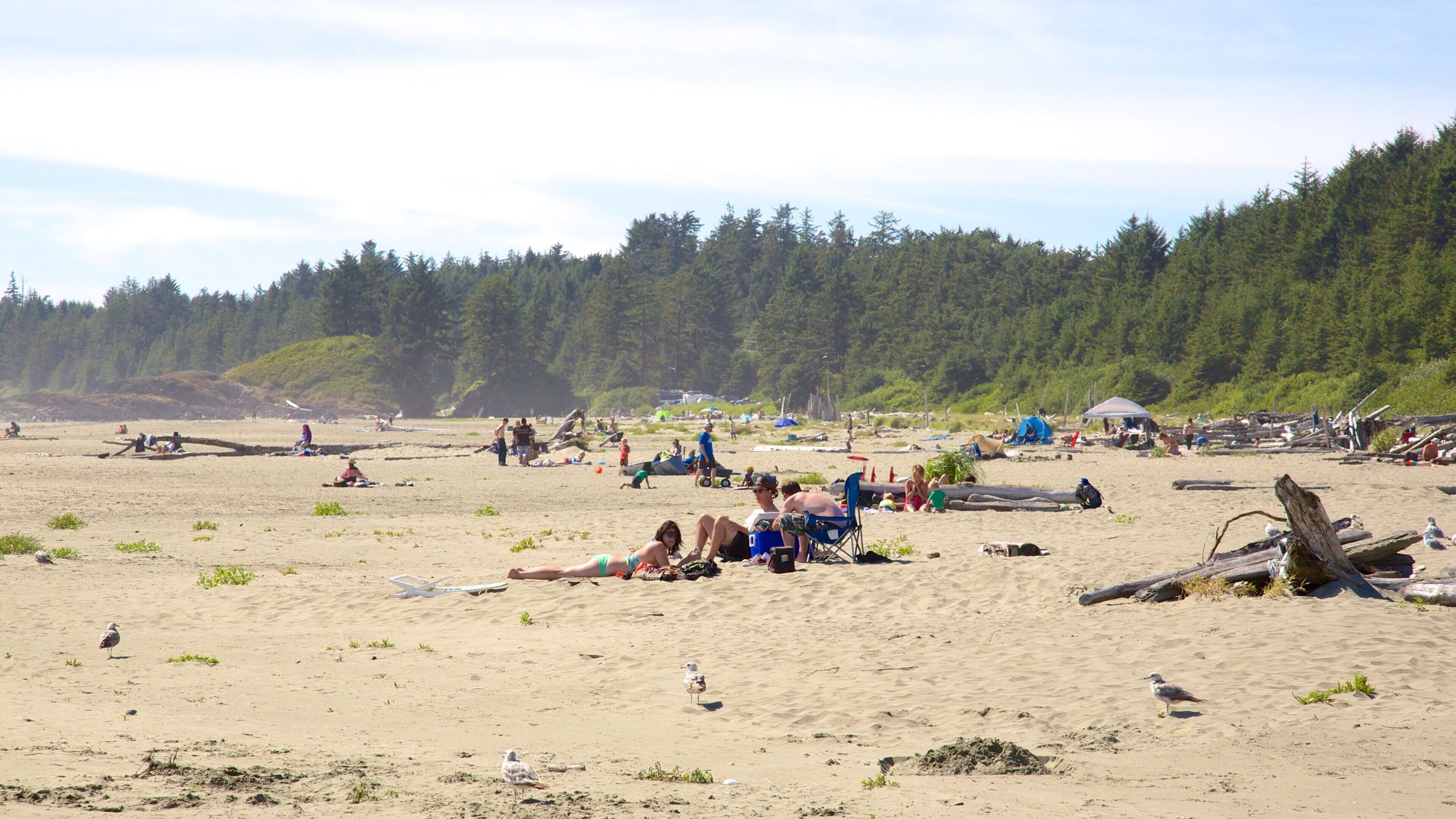 Long Beach showing a sandy beach