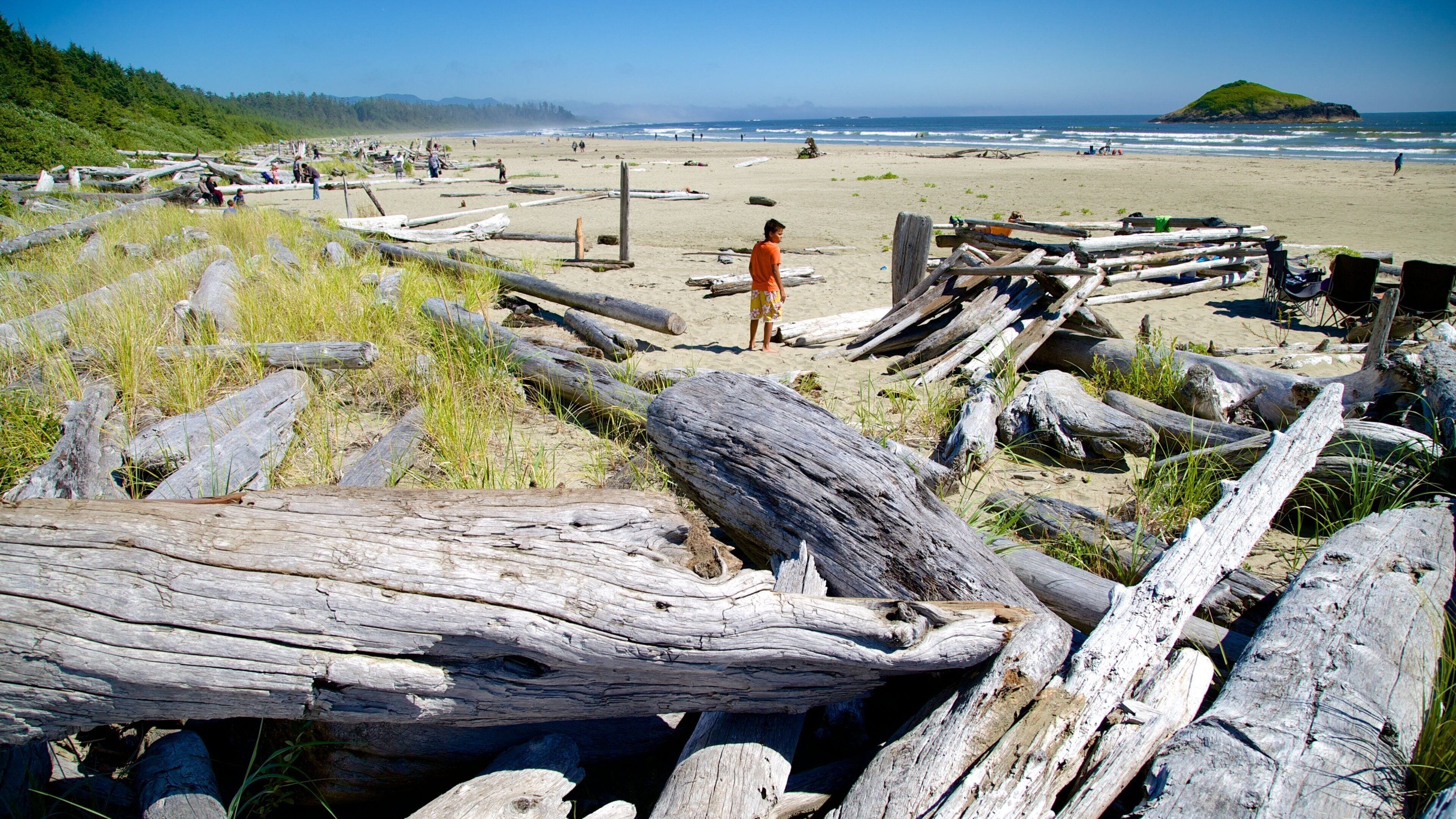 A beach with driftwood and people.