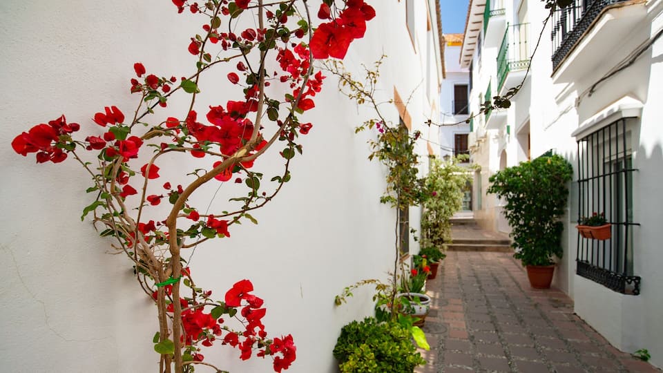 Marbella Old Town showing flowers