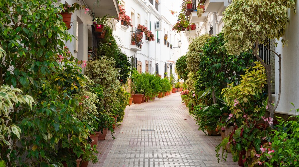 Marbella Old Town featuring flowers