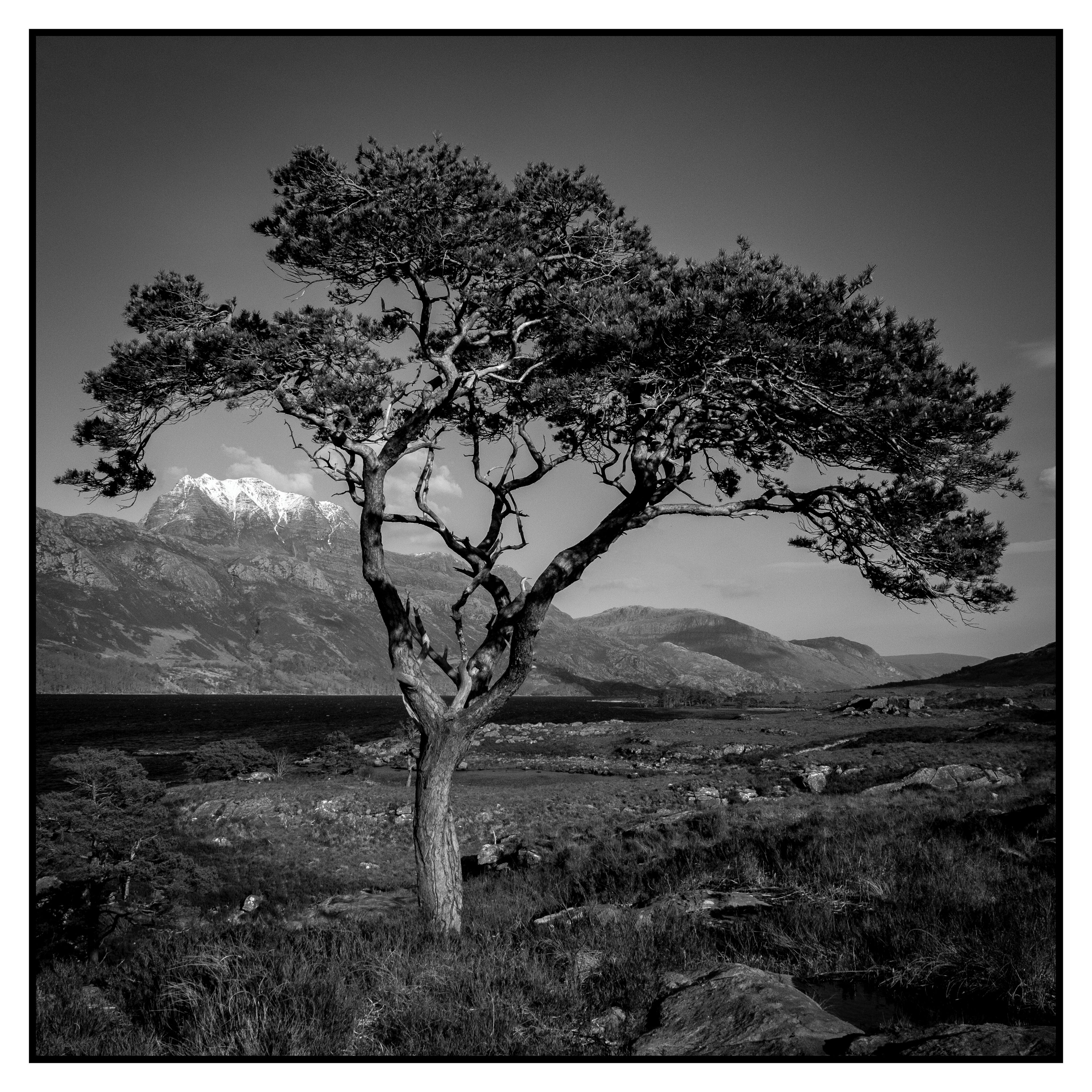 A lone tree on the banks of Loch Maree with Slioch in the background.