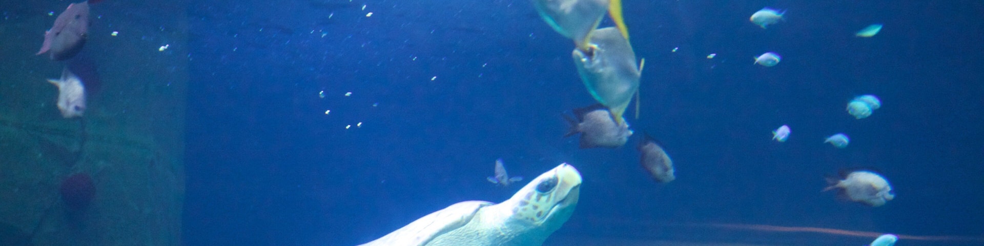 National Marine Aquarium que incluye vida marina, vistas interiores y arrecifes coloridos