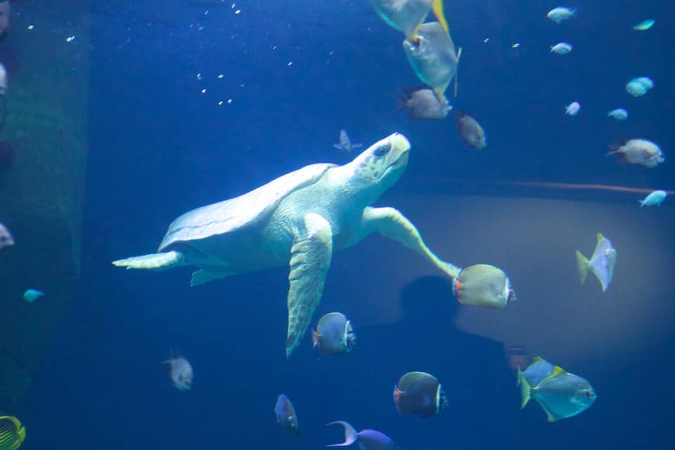 Een zeeschildpad zwemt tussen verschillende kleurrijke vissen in een aquarium.