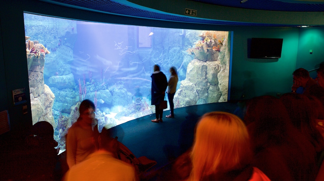 National Marine Aquarium featuring interior views and marine life