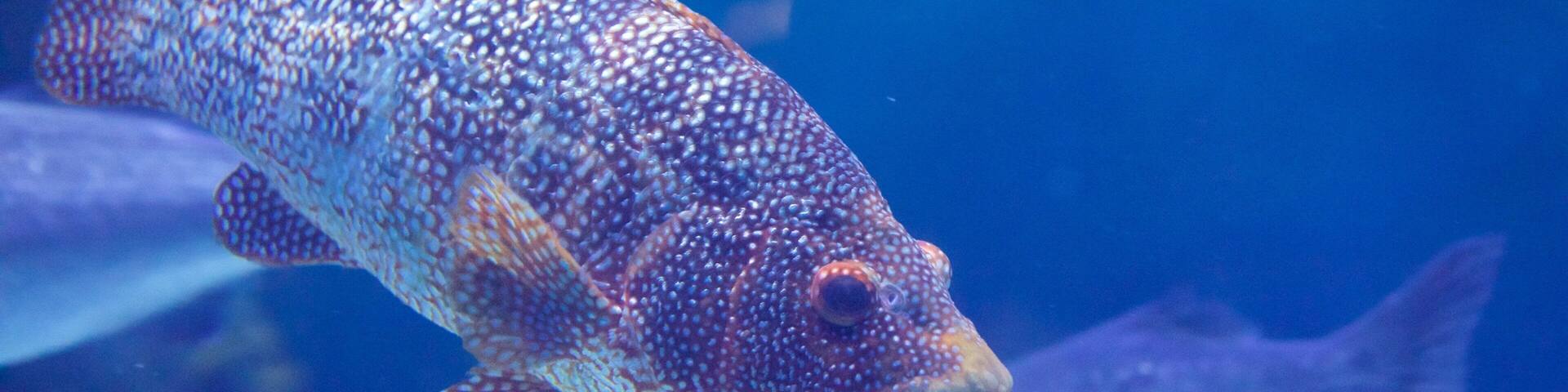 National Marine Aquarium montrant vie marine