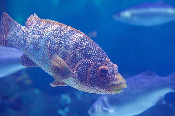 National Marine Aquarium joka esittää merielämä