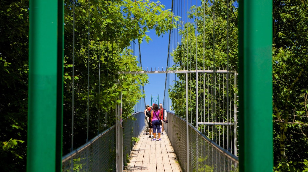 콜링우드 시닉동굴 을 보여주는 다리 과 현수교 또는 구름 다리 뿐만 아니라 소규모 사람들