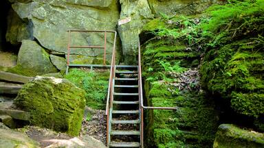 Collingwood Scenic Caves which includes caves
