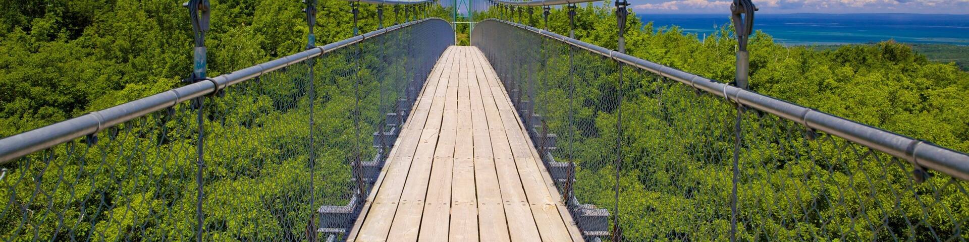 Collingwood Scenic Caves which includes a suspension bridge or treetop walkway and forests