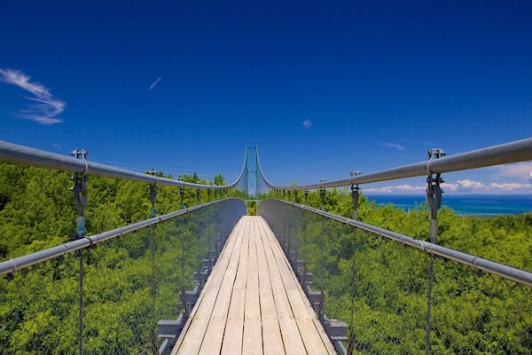 Collingwood Scenic Caves which includes a suspension bridge or treetop walkway and forests