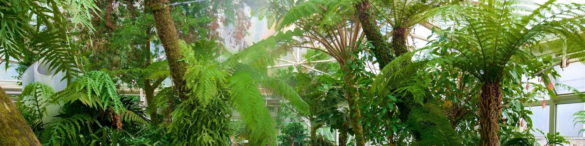 A lush indoor garden with a concrete path, ferns, and moss-covered rocks.