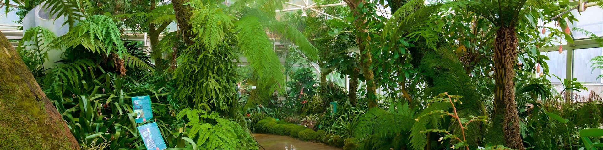 Um exuberante jardim interno com um caminho de concreto, samambaias e pedras cobertas de musgo.