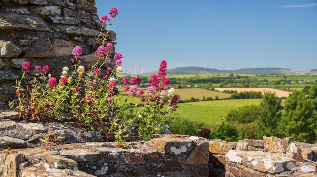 Ferns Castle featuring views and wildflowers
