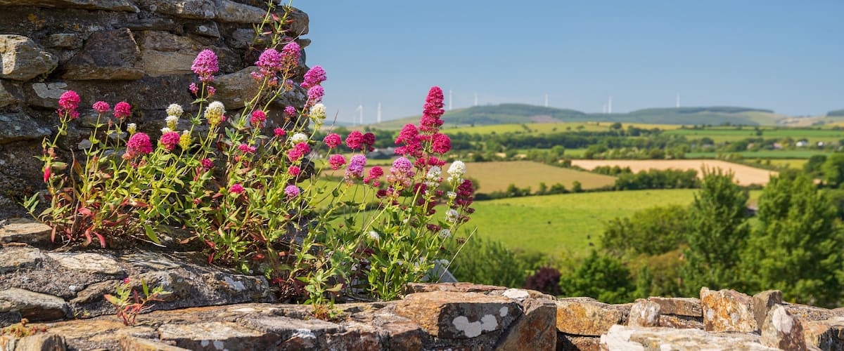 Ferns Castle featuring views and wildflowers