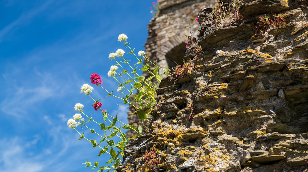 Ferns Castle showing wildflowers