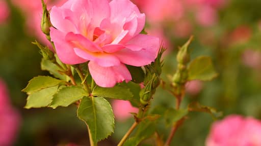 Rosa 'Ville de Roeulx', Sint-Pieters-Leeuw, Belgium