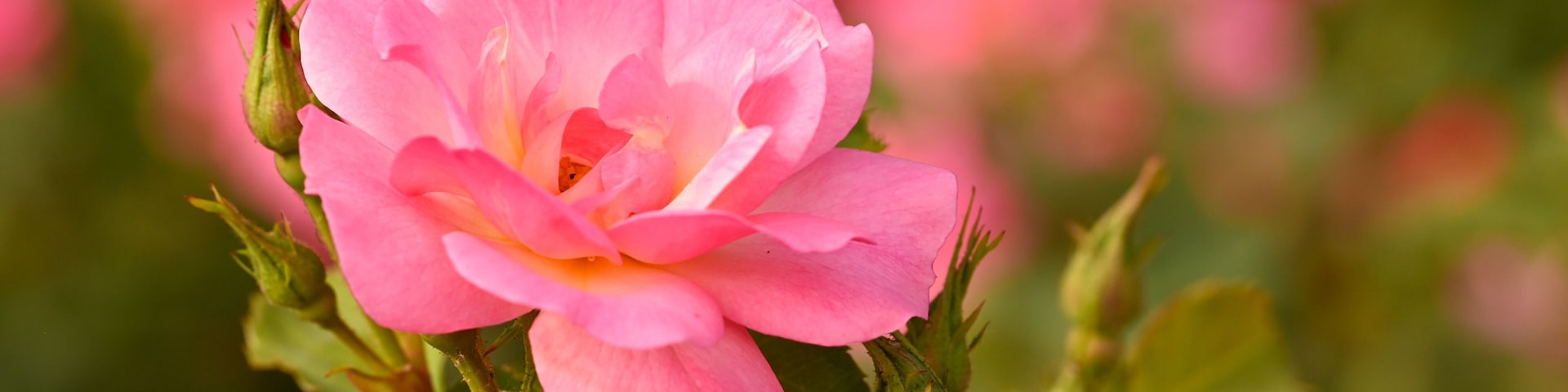 Rosa 'Ville de Roeulx', Sint-Pieters-Leeuw, Belgium