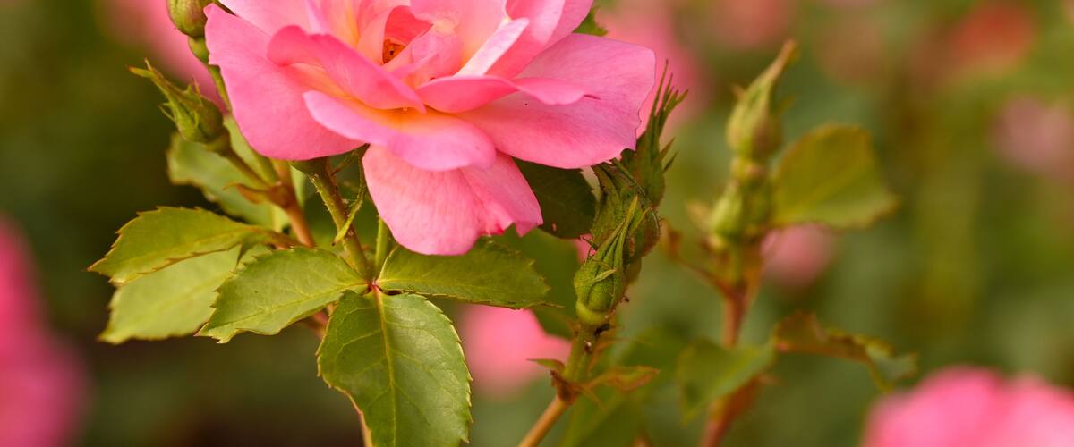 A pink rose with green leaves.