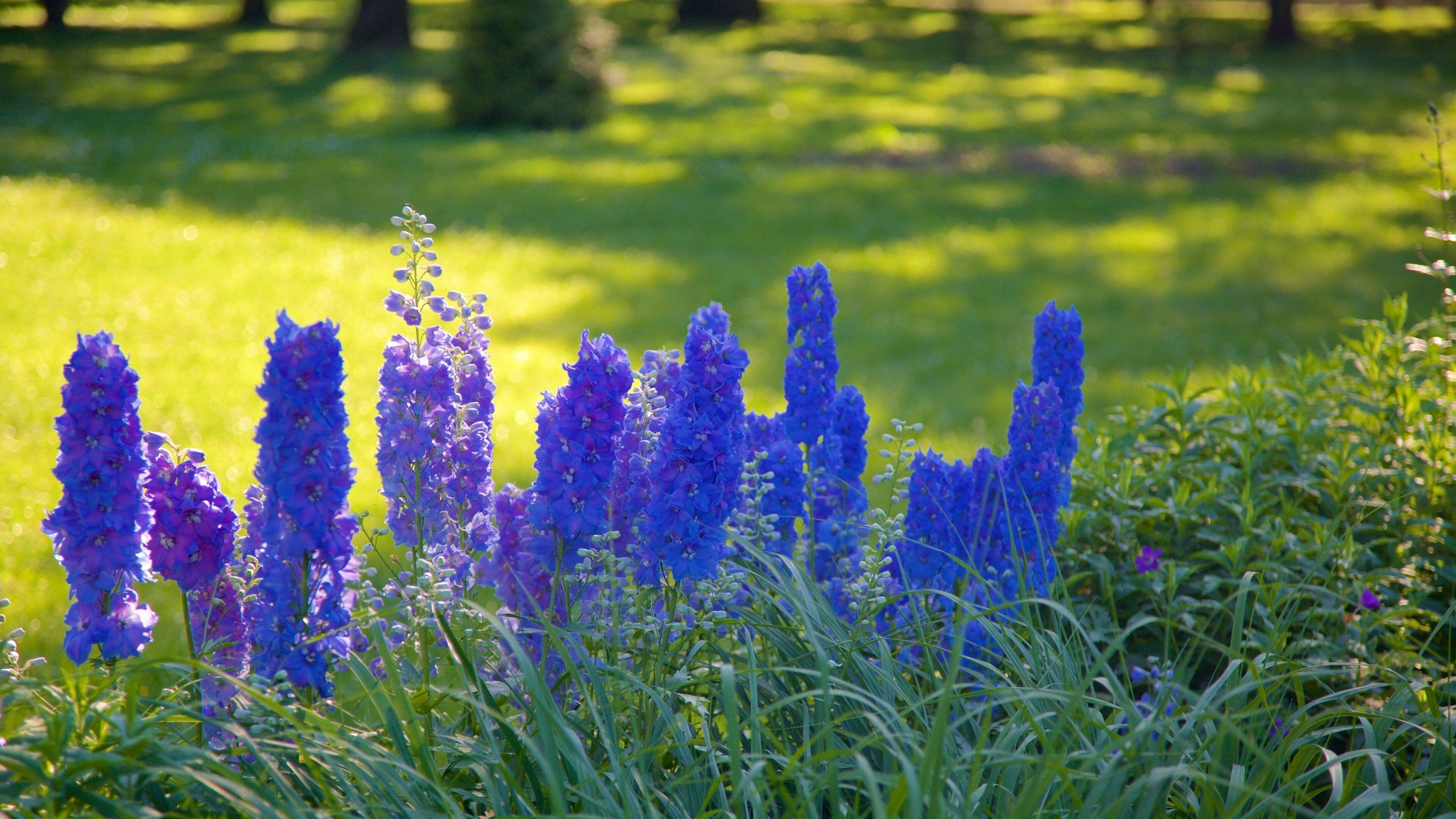 Kadrioru Park showing flowers and a garden