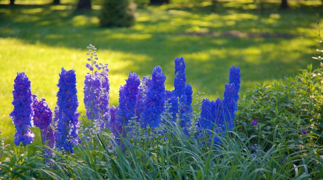 Kadrioru Park showing flowers and a garden
