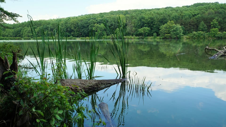 A calm lake surrounded by dense forest and tall grass.