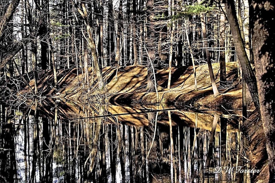 Un bosque denso con un gran tronco de árbol caído en el agua.