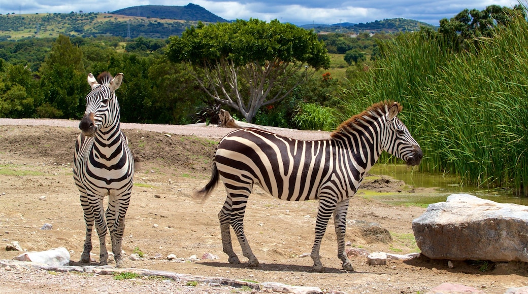 非洲野生动物园